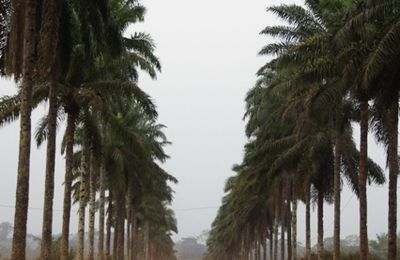 Le Cameroun : à la rencontre des pygmées Baka.