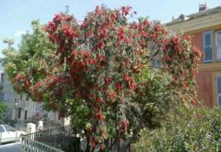 Bastia