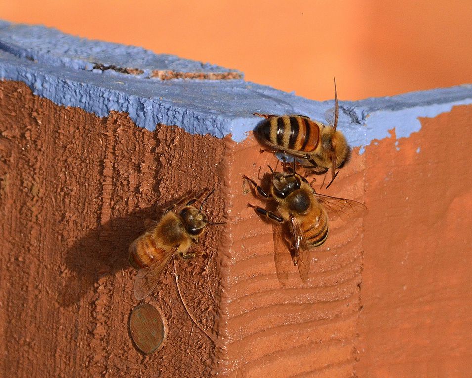 Mes premières photos d'abeilles et du métier passionnant d'apiculteur. Merci des commentaires de mon initiateur.