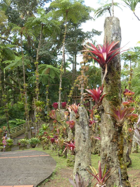 Le second jour, nous sommes allés aux Jardins de Balata (c'est un parc qui recueille toutes sortes de plantes tropicales.