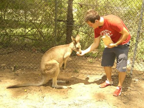 Hier die zweite Ladung an Bildern vom Australia Zoo sowie brandneu von der Lone Pine Koala Sanctuary - enjoy!!!!