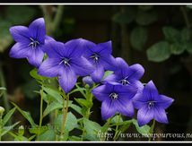 Platycodon à fleurs violettes ...