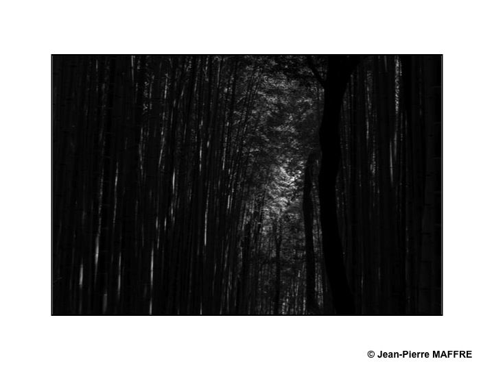 La bambouseraie d'Arashiyama est le nom usuel donné à la forêt de bambous géants de Sagano, située près du pont Togetsukyo au nord-ouest de Kyoto.