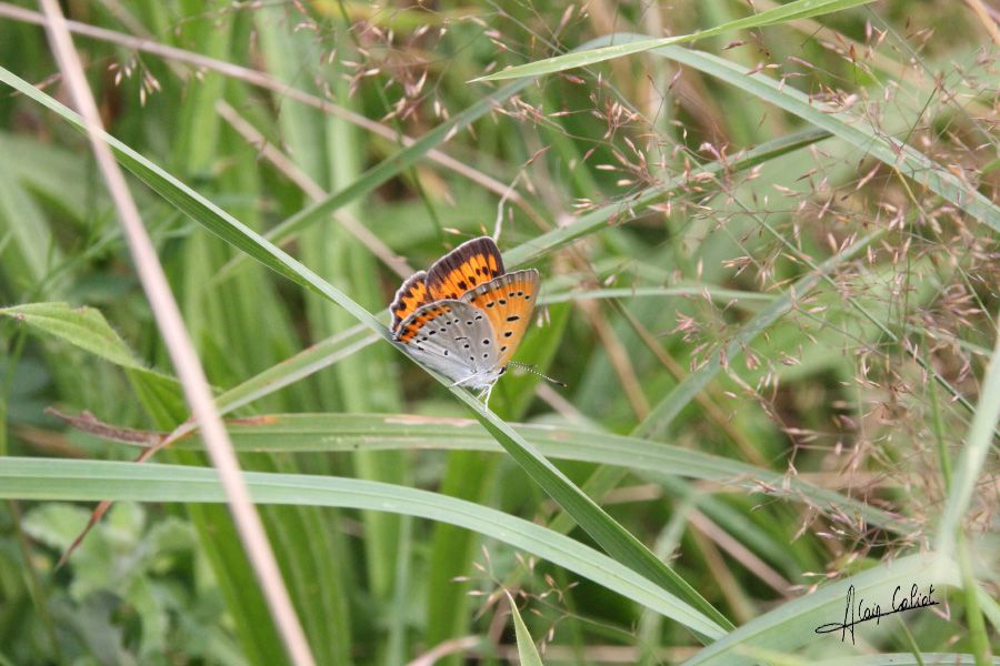 Cuivré des marais