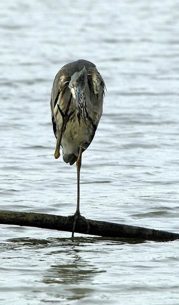 Photos d' animaux&nbsp; prises dans le Parc Naturel de la For&ecirc;t d'Orient