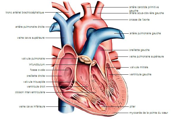 L'APPAREIL CARDIOVASCULAIRE