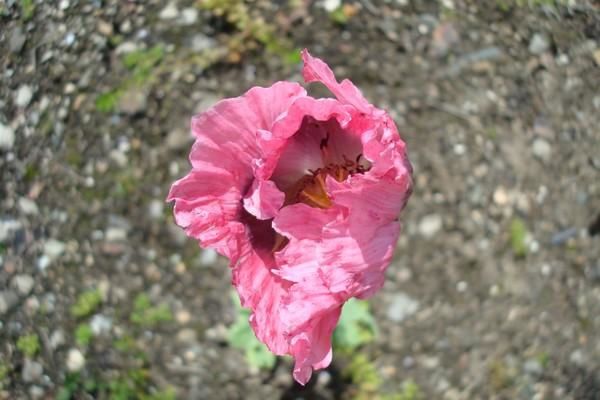 Fleurs de mon jardin ou au hasard de mes ballades..j'Habite la Bretagne..riche en flore..