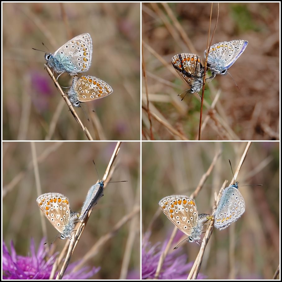 Papillons Argus bleurs... En bleu le mâle, en "orange", la femelle.