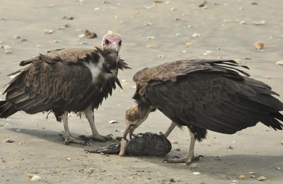 Les vautours charognards du Ghana et d'Afrique du Sud sont au bord du gouffre, selon une étude