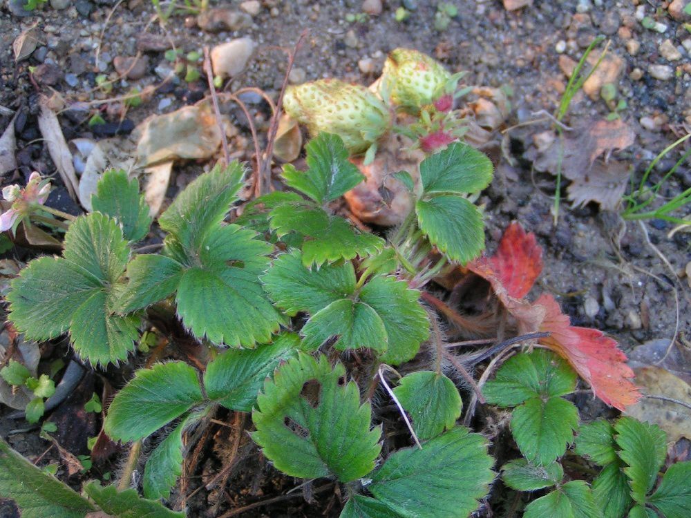 Des fraises en hiver !!!!!