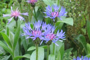 Un petit coin du jardin