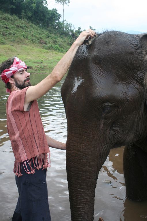 Depart pour le Nord Thailande.
Escale "obligee" a Chiang Mai. Visie de temples, nombreux dans la vieille ville. Training d'elephants.- Pai reggae fest