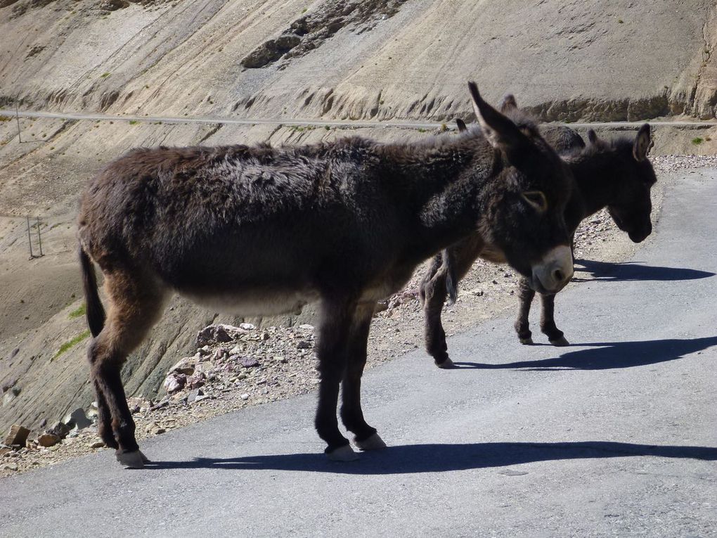 Rencontrés sur les chemins