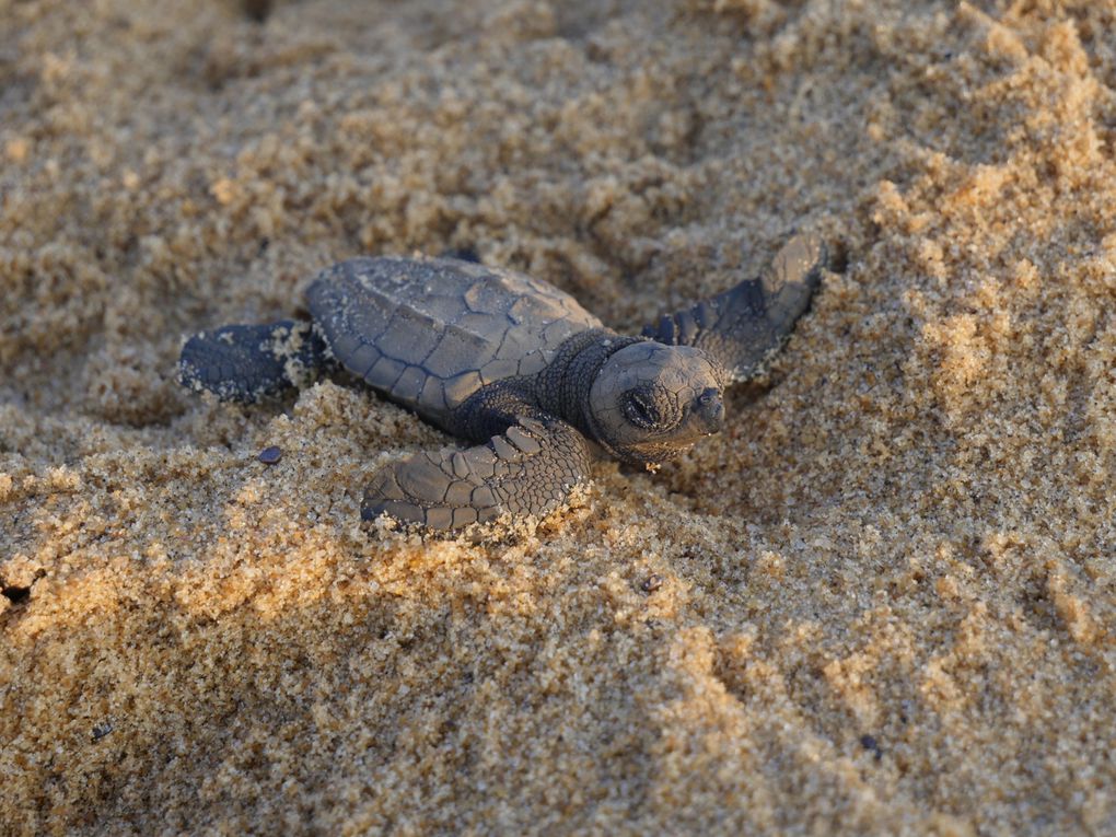 Photos de bébés tortues olivâtres, une des trois espèces marines présentes en Guyane. Une des photos concerne des mini tortues Luth (lignes blanches). La troisième espèce est la tortue verte mais c'était pas la saison.