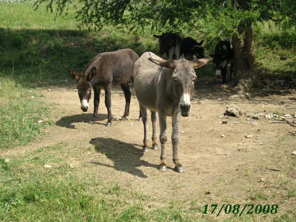 Album - FAUNE-ALPESTRE