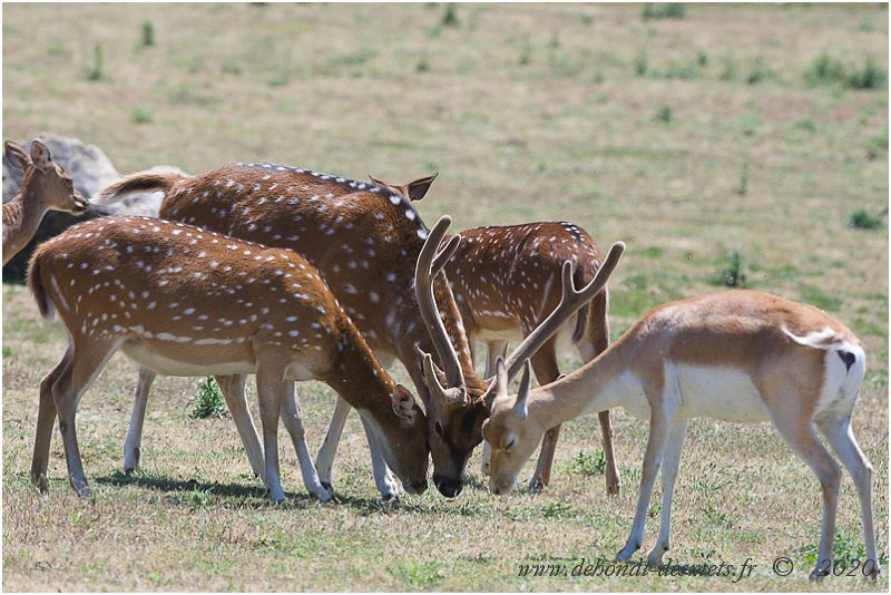 Cerf axis et Antilopes cervicapre. L'antilope cervicapre est l'une des rares antilopes dont le mâle diffère de la femelle par sa coloration noire présente des parties supérieures à la face externe des membres. La femelle arbore une coloration fauve beige. 