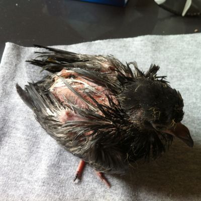 sauvetage de pigeonneau tombé du nid