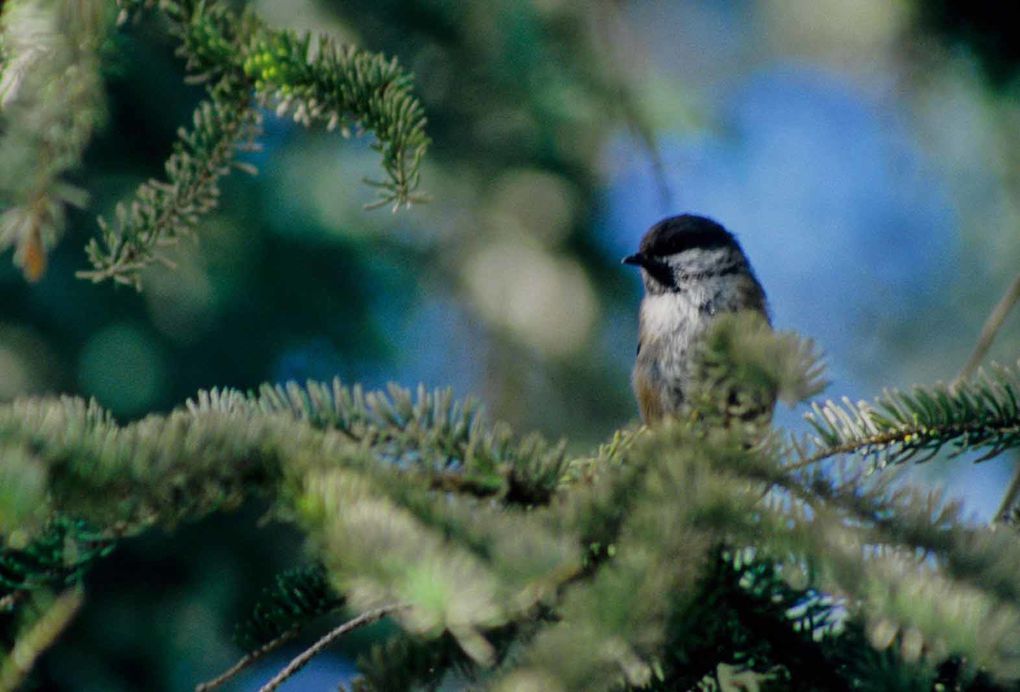 Album - oiseaux et mammifères-d-Alaska