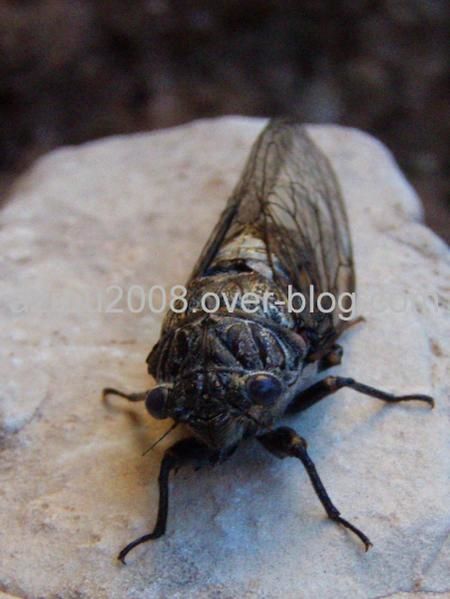 Photos d'insectes et autres bestioles croisées dans la journée, généralement en forêt d'Azrou dans les montagnes du Moyen-Atlas au Maroc... scorpions, araignées, fourmis, ânes, papillons, abeilles ou cigales sont présents dans cet album