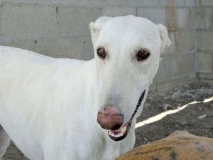 lévrier galgo d'espagne a adopter chez sos chiens galgos