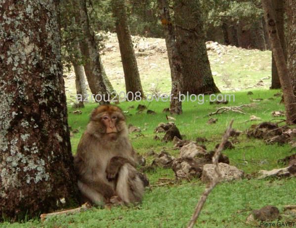 macaques de Barbarie (Macaca sylvanus) ou singe magot, dans une forêt de cèdres du moyen-Atlas marocain