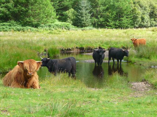 
parce qu'on aime bien les photos d'animaux... voilà, c'est dit...