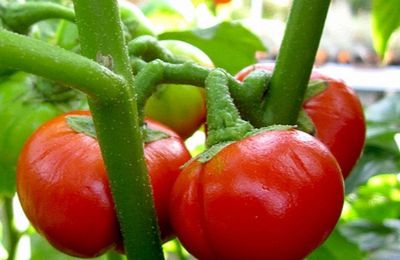 Tomate des Cannibales (Solanum uporo, Solanum viride, Solanum anthropophagorum)