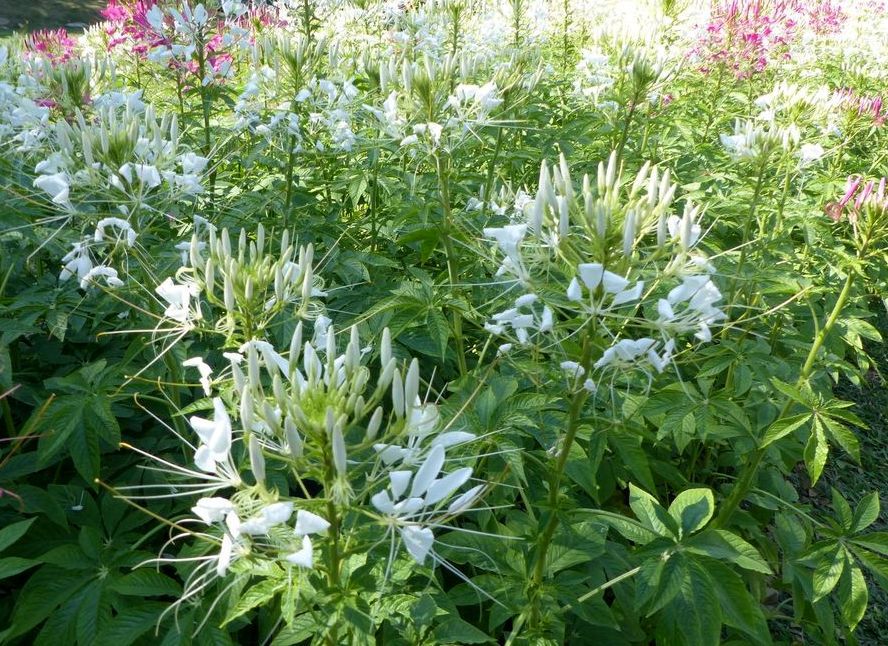 Fleurs du jour (23-14) - Dans le parc Rama IX à Suan Lang (Bangkok).