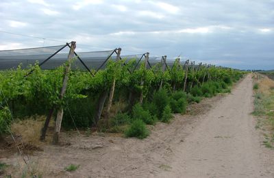 En vente Vignoble de 37.5 hectares sur Mendoza Argentine