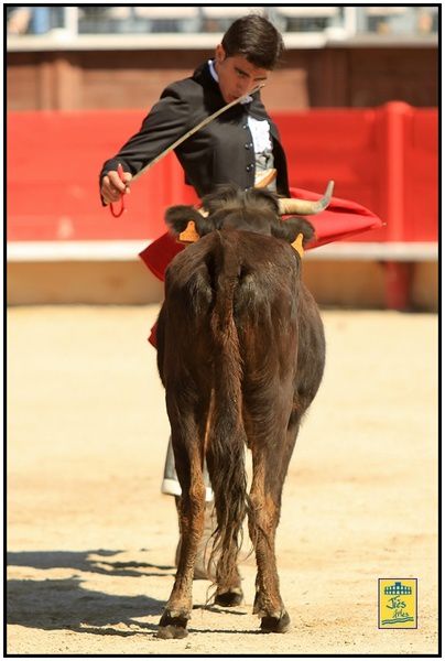 Arènes de Vergèze (30) Dimanche 14 avril 2013 à 11H00 ... Tienta de la Ganaderia La Véronique avec Juan Villanueva, Morenito de Nîmes, Daniel Soto, El Diego et les élèves du du Centre de Tauromachie de Nîmes