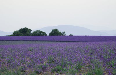 Lavandes au soir