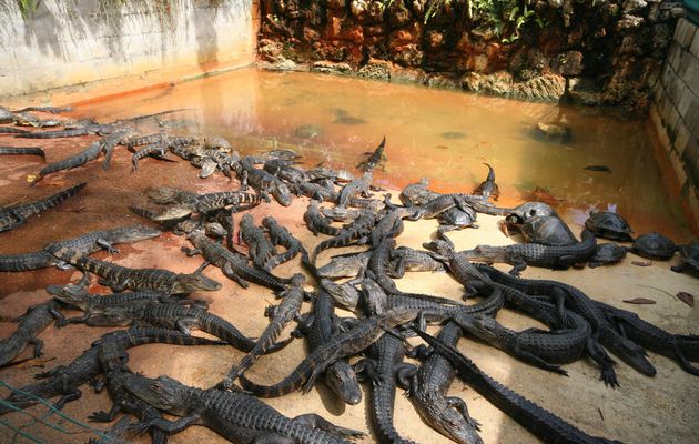 Floride - Episode 1 : Les crocodiles des Everglades