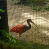 Visite du Zoo de Guyane