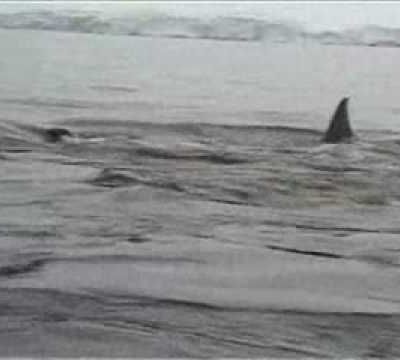 Un pingouin très malin