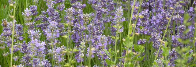 Balade contée, le nez en l'air, dans les jardins de Rou-Marson.