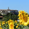 Malras au coeur des tournesols