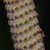 Piper hostmannianum