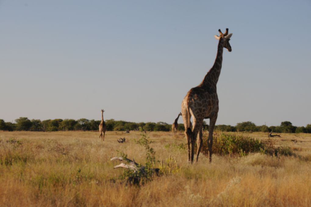 Album - Namibie