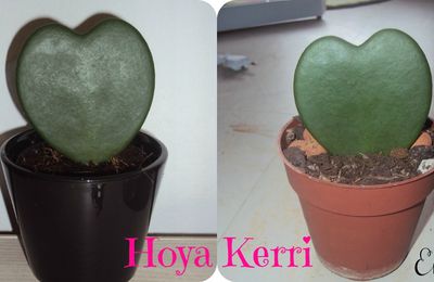 Hoya kerri