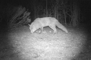 La destruction gratuite du renard bientôt limitée dans le Doubs ?