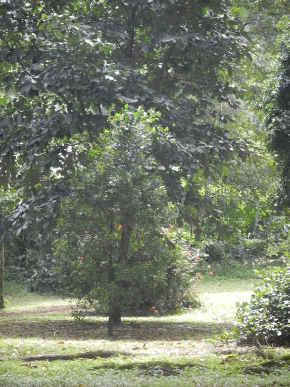 Limbé et ses plages, son parc botanique, son centre de la faune, son activité. Buea base pour le Mont Cameroun et le pont M'Fundi base pour le Nigeria