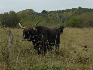 Arjusanx, Escapade landaise, 2018 (Camping-car-club-Beauce-Gâtinais)