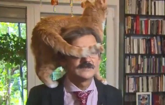 Pologne : Un universitaire donne une interview à la télévision avec son chat sur la tête