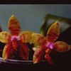 Phalaenopsis guadalupe pineda