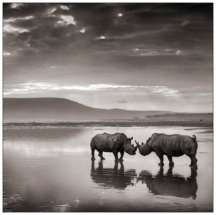 Voici, en complément de l'article "l'Afrique au crépuscule" du photographe Nick Brandt, (colonne de droite du blog - galerie de dessins) 45 photos parmi les plus belles du livre.