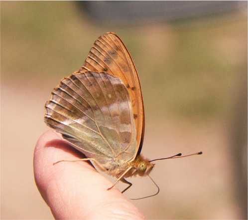 Papillons et insectes