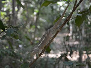 Un joli caméléon, vous voyez les couleurs qui ont changé? du gris foncé au gris clair? Il était pas content qu'on le dérange! 