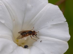 Criquet, Azuré, Conops, Longicorne, Machaon, Moro-sphinx, Souci & Syrphe