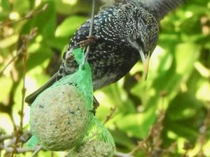 Étourneau  sansonnet sur une boule 