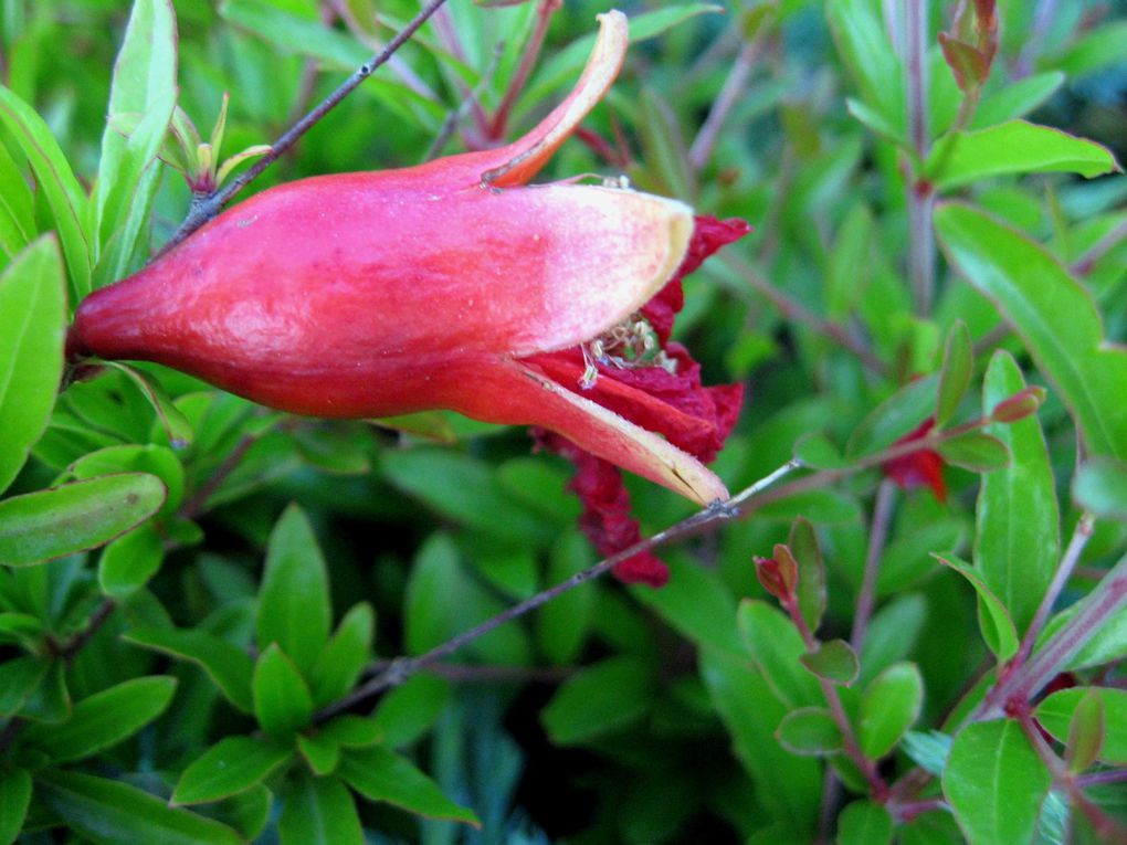 Les plantes et fleurs de mon jardin